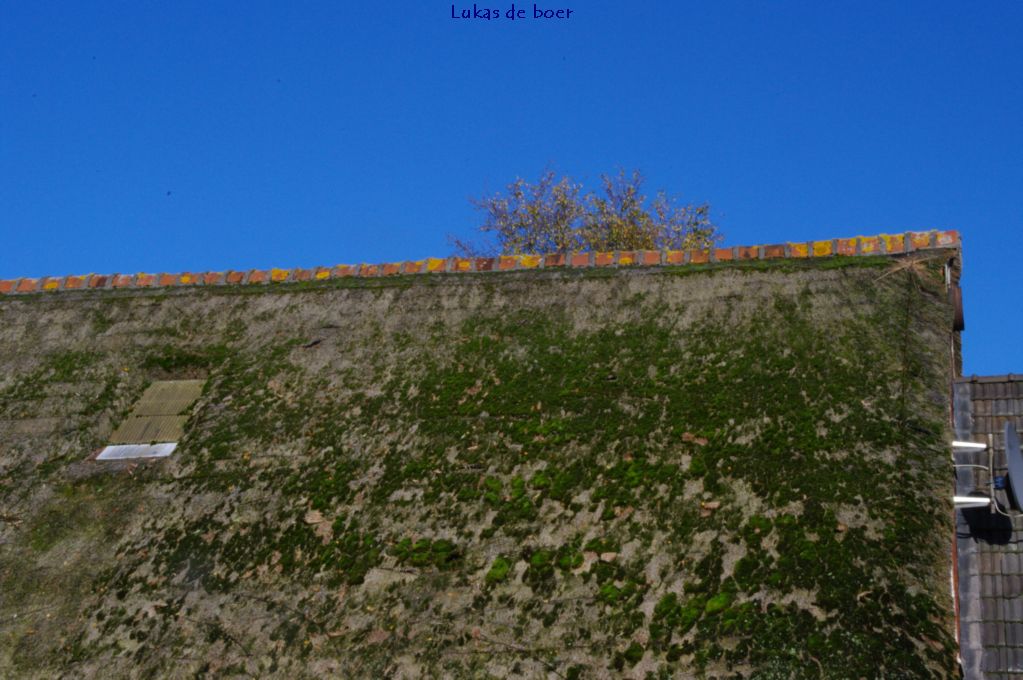 tour 2010 (24).jpg - verweerde en bemoste daken